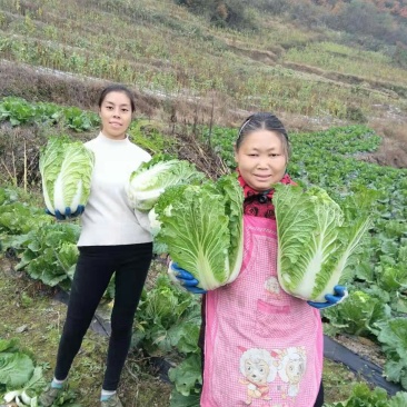 白菜，产地直销，高海爬。