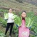 白菜，产地直销，高海爬。