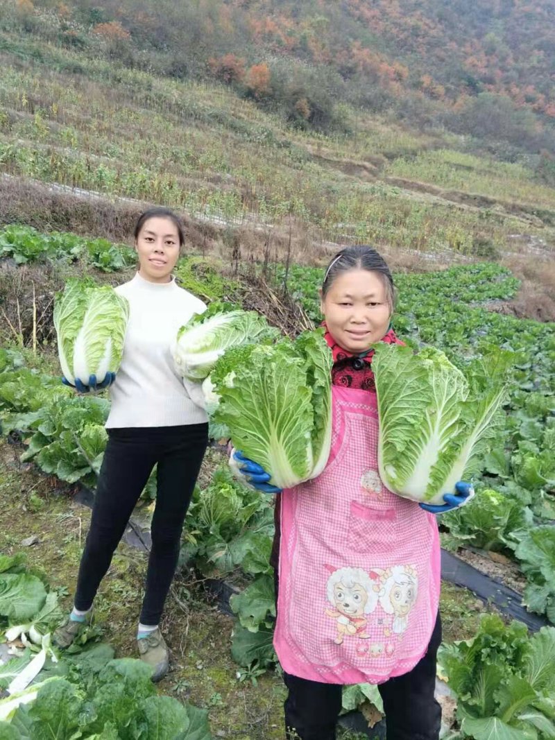 白菜，产地直销，高海爬。
