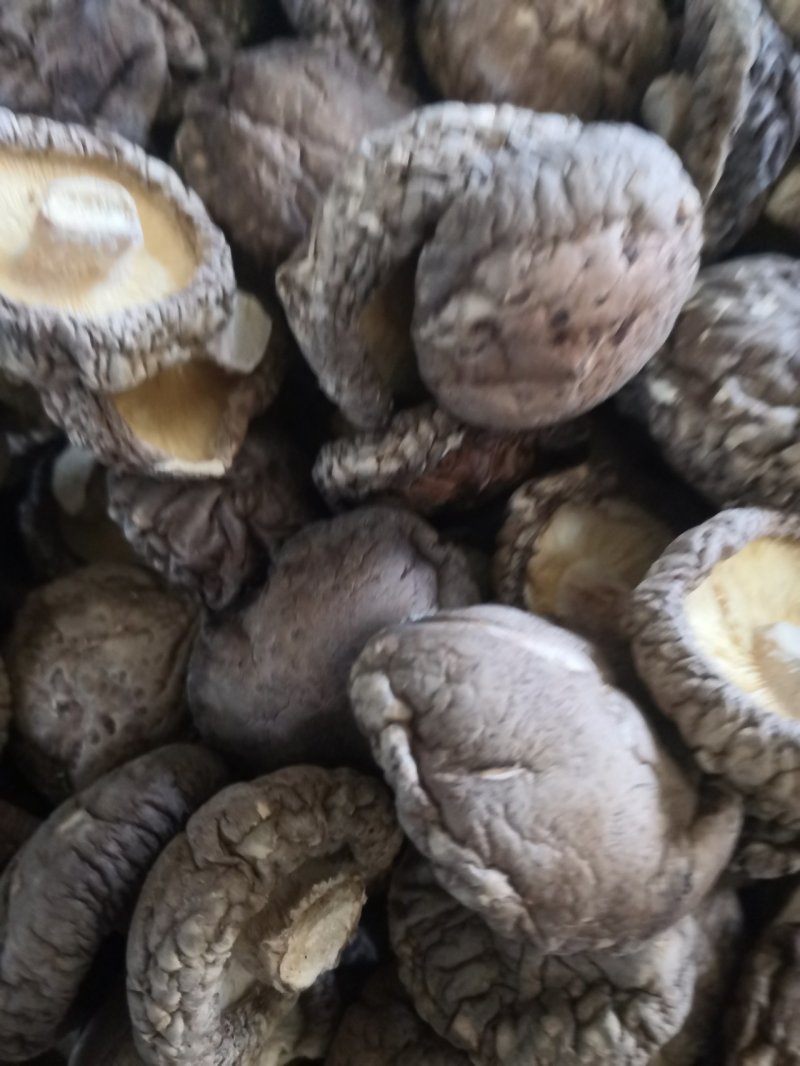 南阳春栽优选特面4.0干香菇产地直发/身干无杂/量大从优
