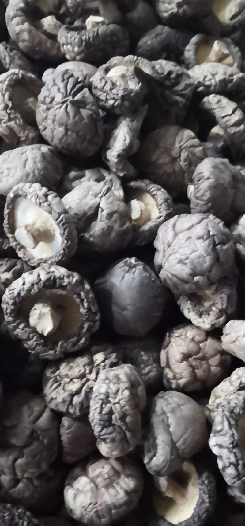南阳春栽优选特面4.0干香菇产地直发/身干无杂/量大从优