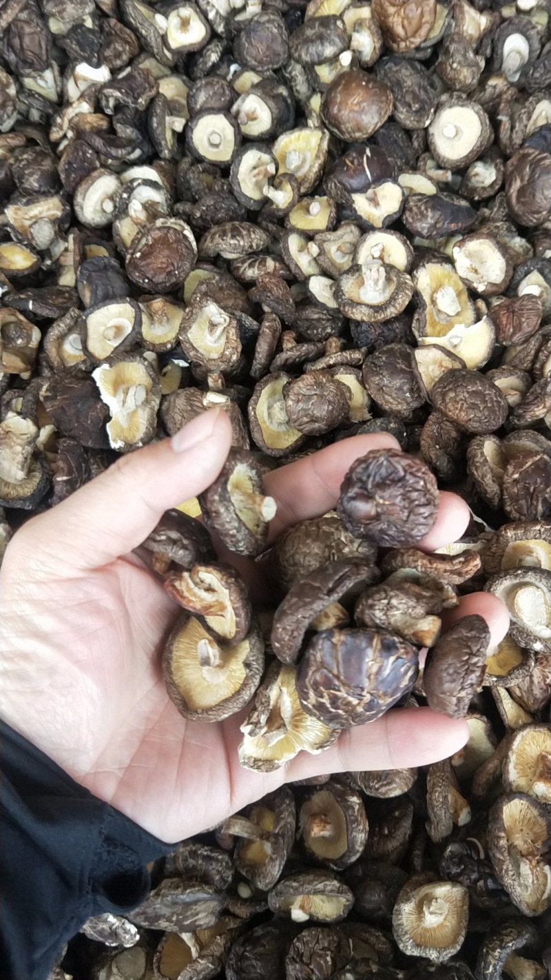 剪脚香菇干品，袋子菇，2019冬菇，迷你香菇1-2.5