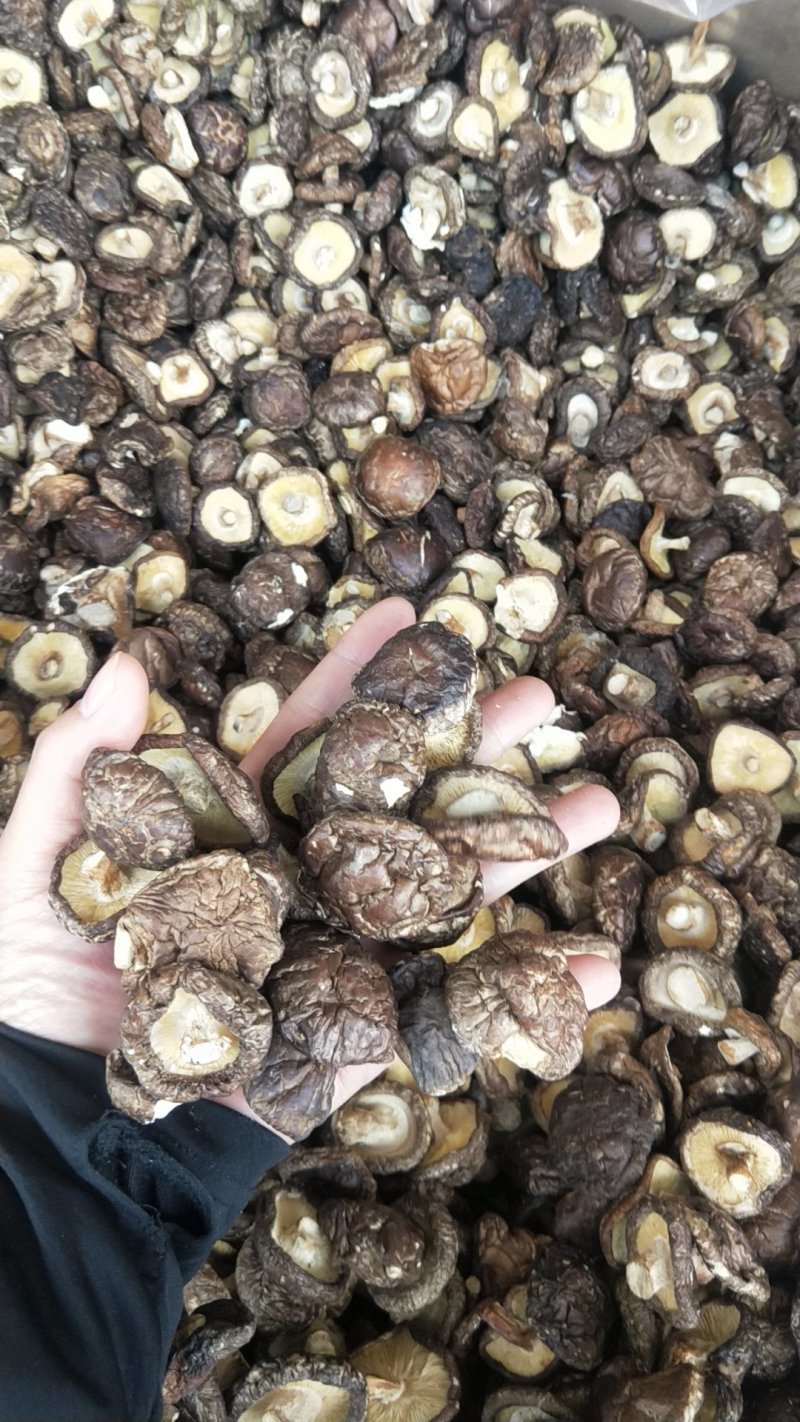 剪脚香菇干品，袋子菇，2019冬菇，迷你香菇1-2.5