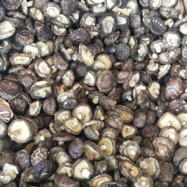 剪脚香菇干品，袋子菇，2019冬菇，迷你香菇1-2.5