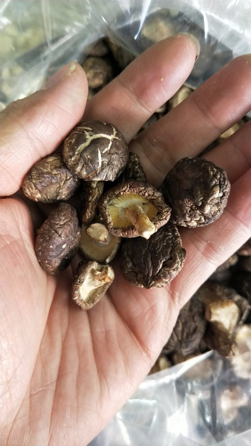 剪脚香菇干品，袋子菇，2019冬菇，迷你香菇1-2.5