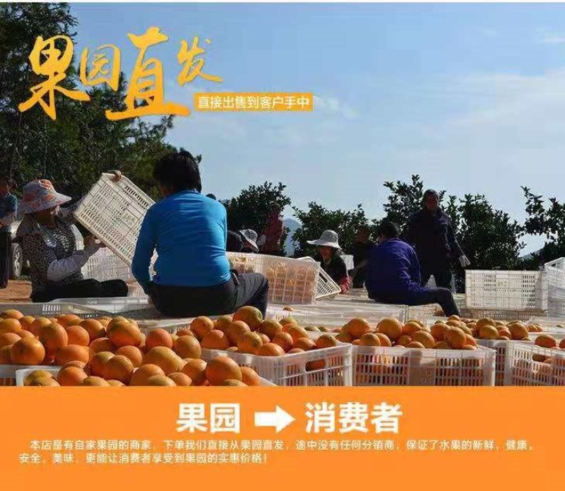 赣南脐橙超好吃