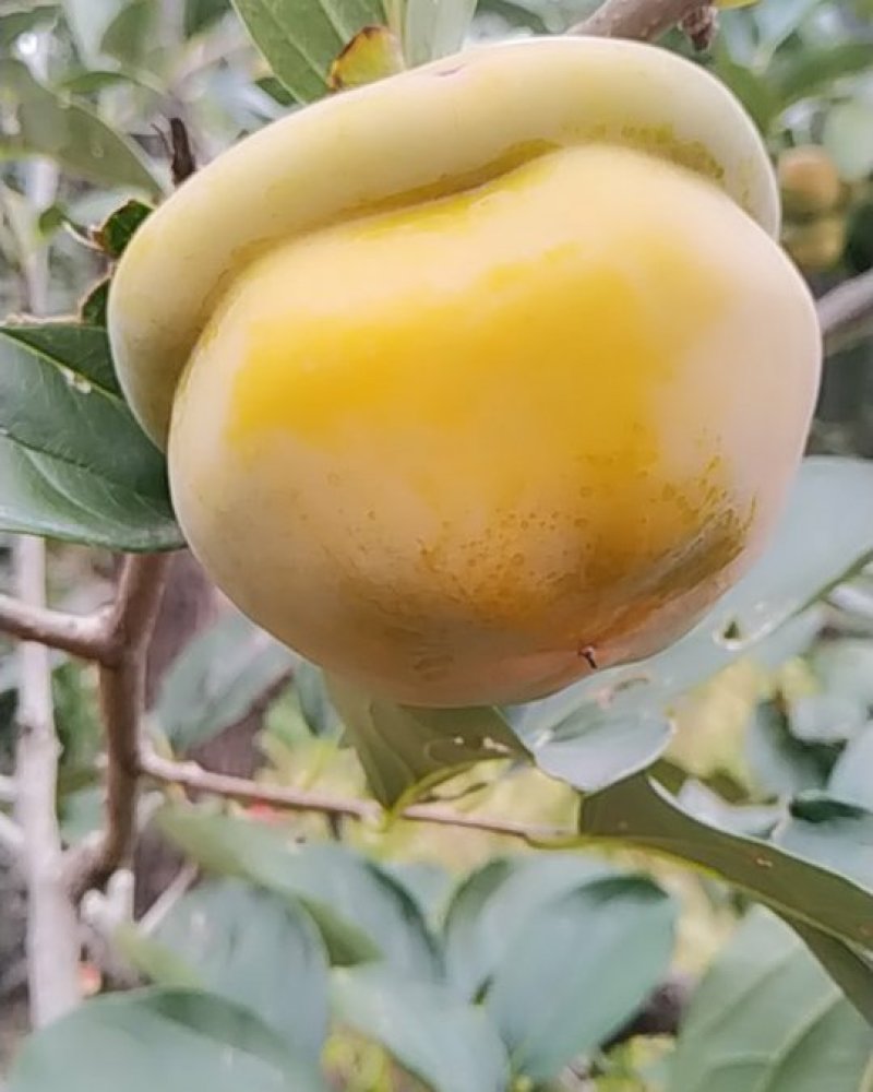 磨盘柿子，平谷，统一装箱，质量不错