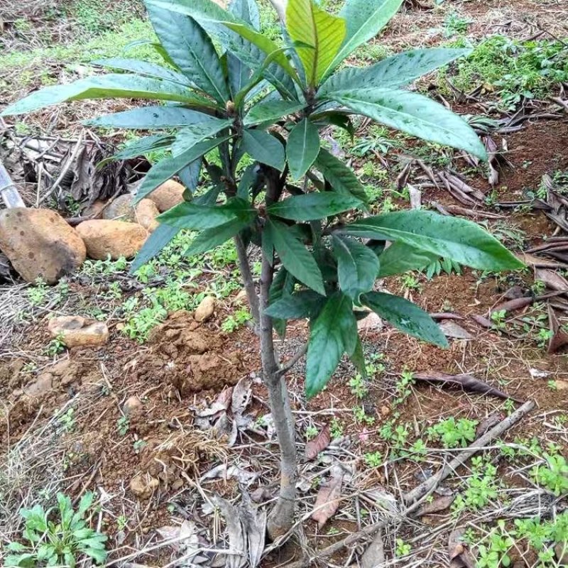 枇杷苗树嫁接果苗大五星枇杷果树特大庭院盆栽南北方种植当年