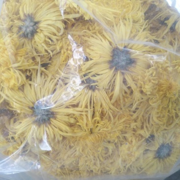 金丝皇菊
