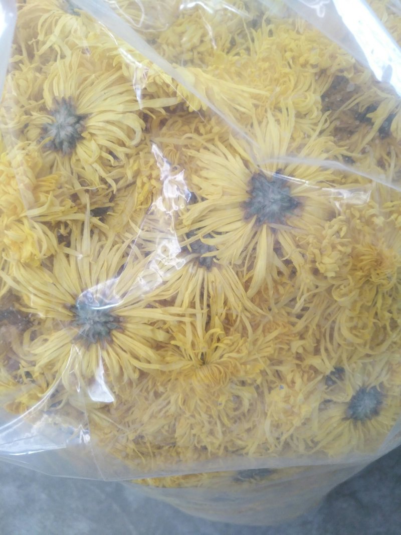 金丝皇菊