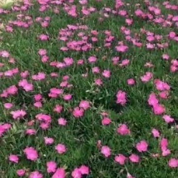 欧石竹