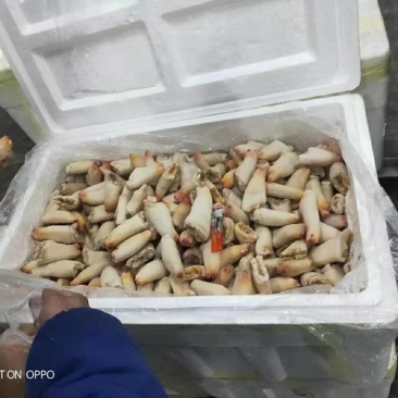 新鲜象拔蚌头冷冻鲜捉鲜剥