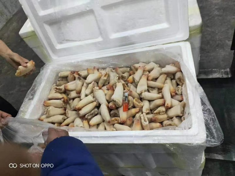 新鲜象拔蚌头冷冻鲜捉鲜剥