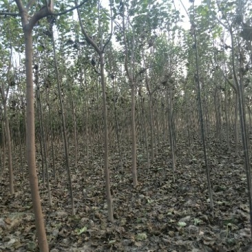 梓树，周口梓树，太康李军树苗基地楸树，梓树，大小规格齐全