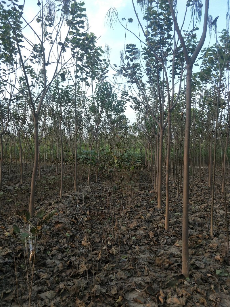 梓树，周口梓树，太康李军树苗基地楸树，梓树，大小规格齐全