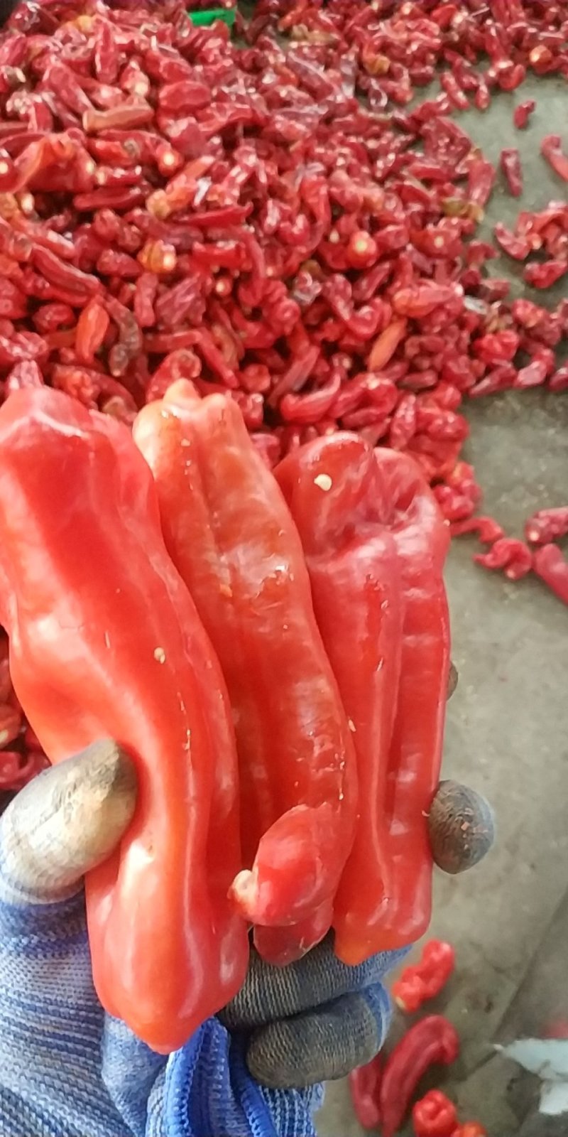 菜剁椒剁椒半成品剁椒配料剁椒酱剁椒颗粒产地厂家直销价格美