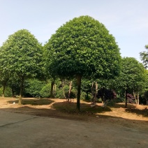 丹桂，金桂，四季桂，雪桂，彩叶桂，日香桂，八月桂，血桂