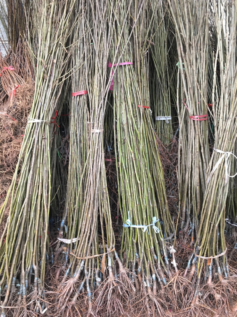 板栗苗，全为嫁接果苗。