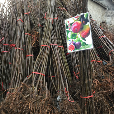 无花果苗，全为嫁接果苗。