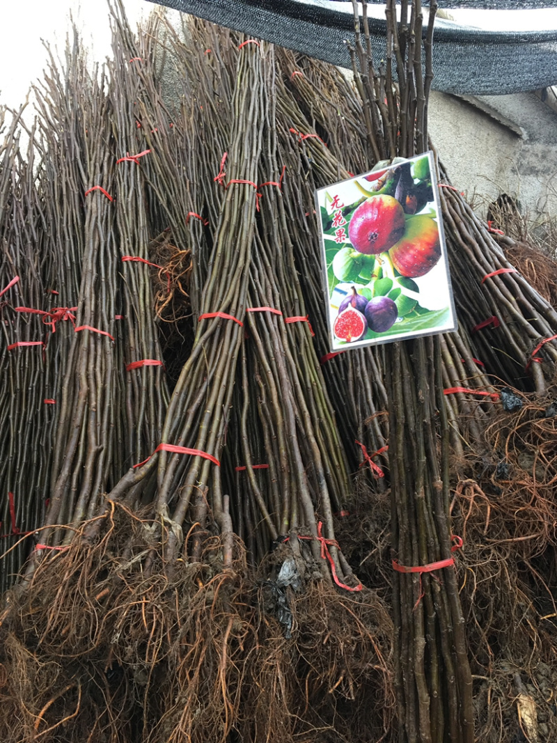 无花果苗，全为嫁接果苗。
