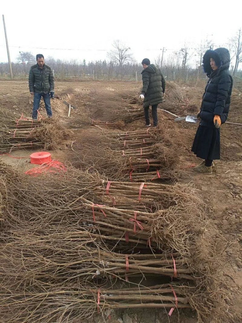 突尼斯软籽石榴苗育苗基地。软籽石榴嫁接管理技术。