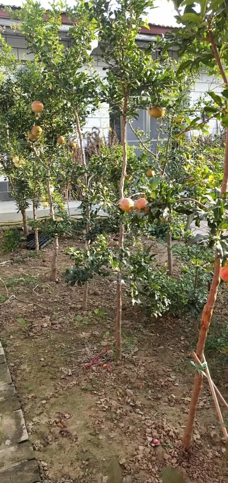 突尼斯软籽石榴苗育苗基地。软籽石榴嫁接管理技术。