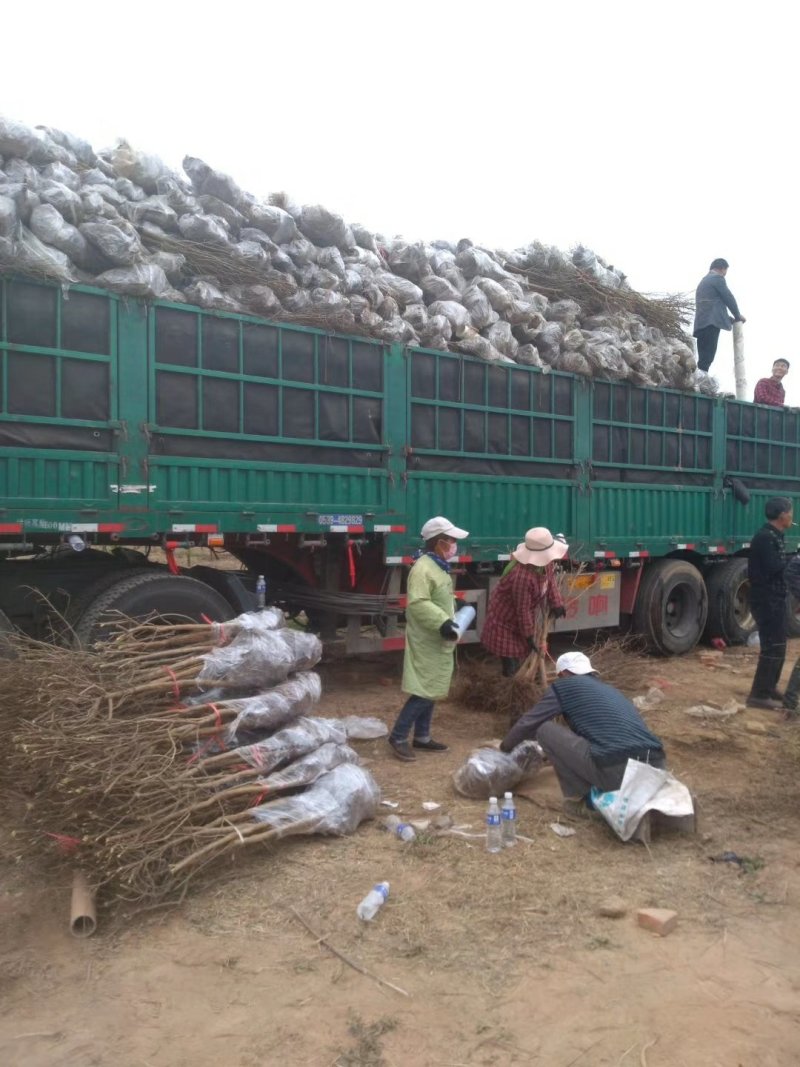突尼斯软籽石榴苗育苗基地。软籽石榴嫁接管理技术。