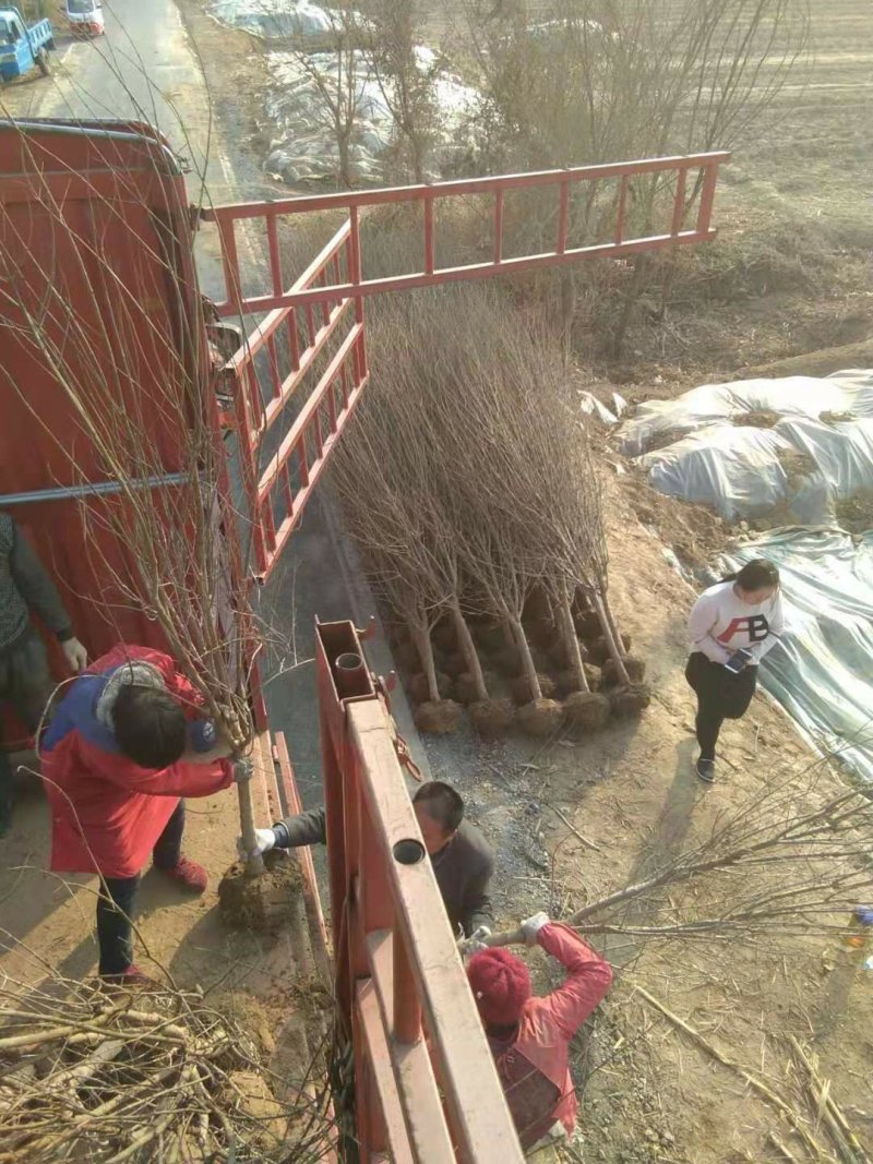 突尼斯软籽石榴苗育苗基地。软籽石榴嫁接管理技术。