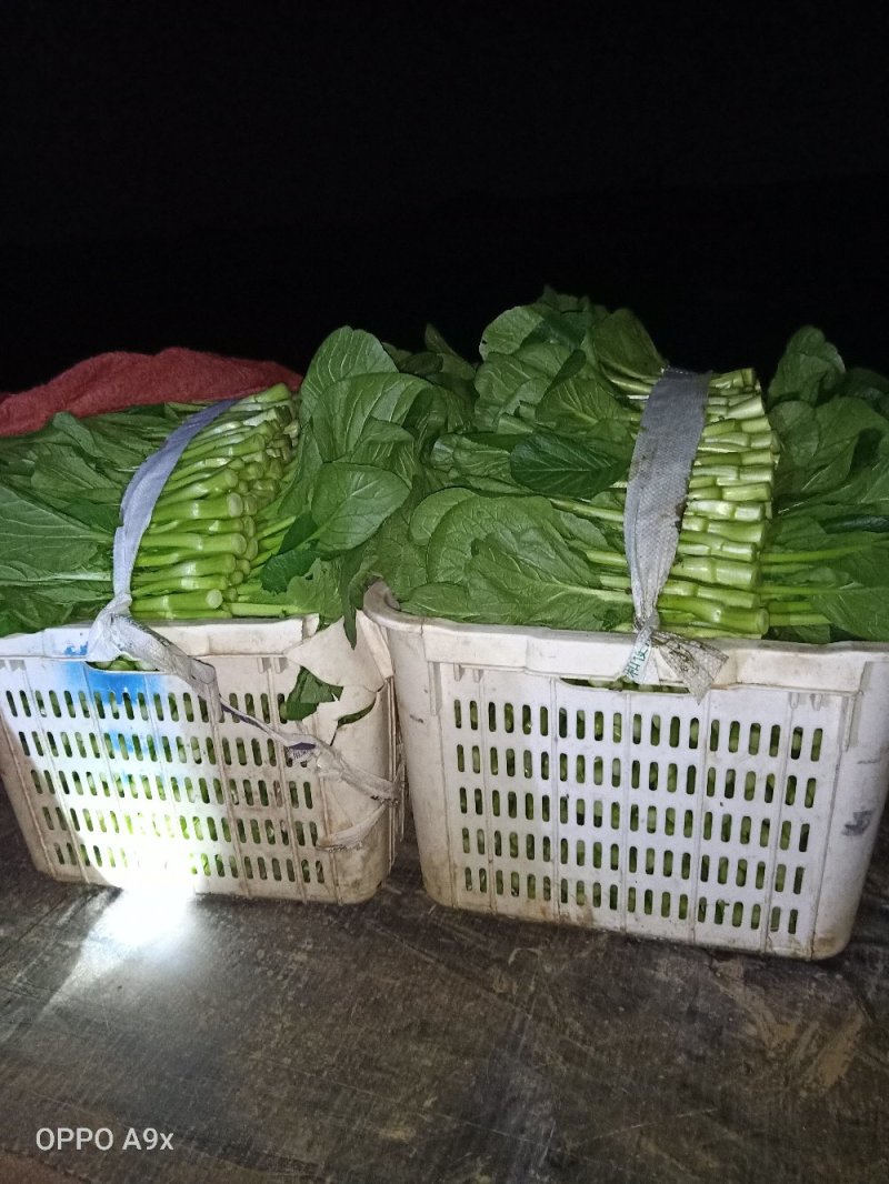 小白菜，瓢儿白，菜心