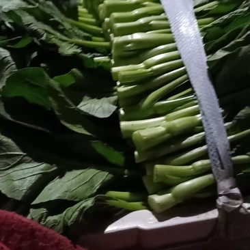 小白菜，瓢儿白，菜心