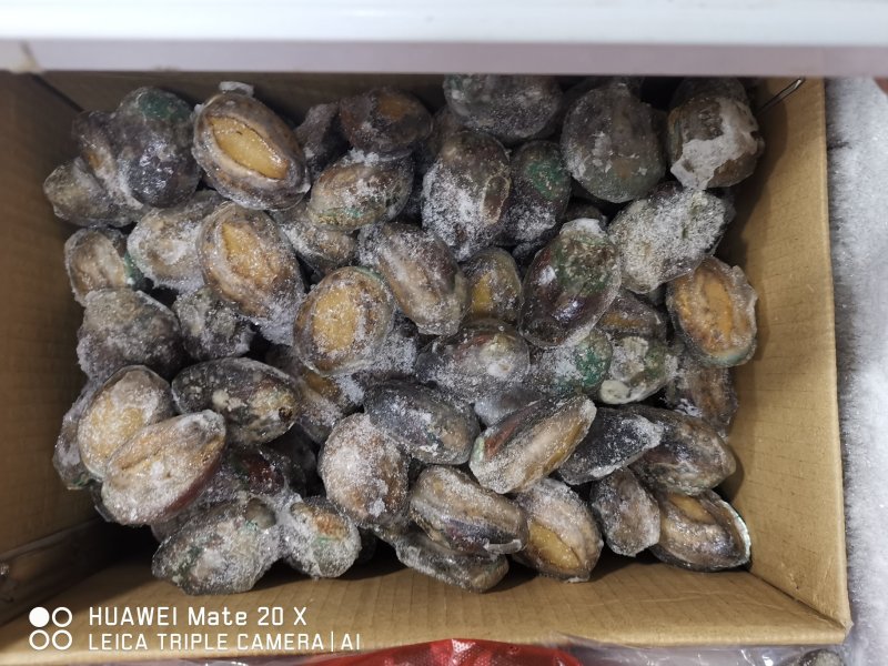 活体冷冻鲍鱼，认准活冻，活鲍鱼肉是卷起的，死鲍鱼肉是平的