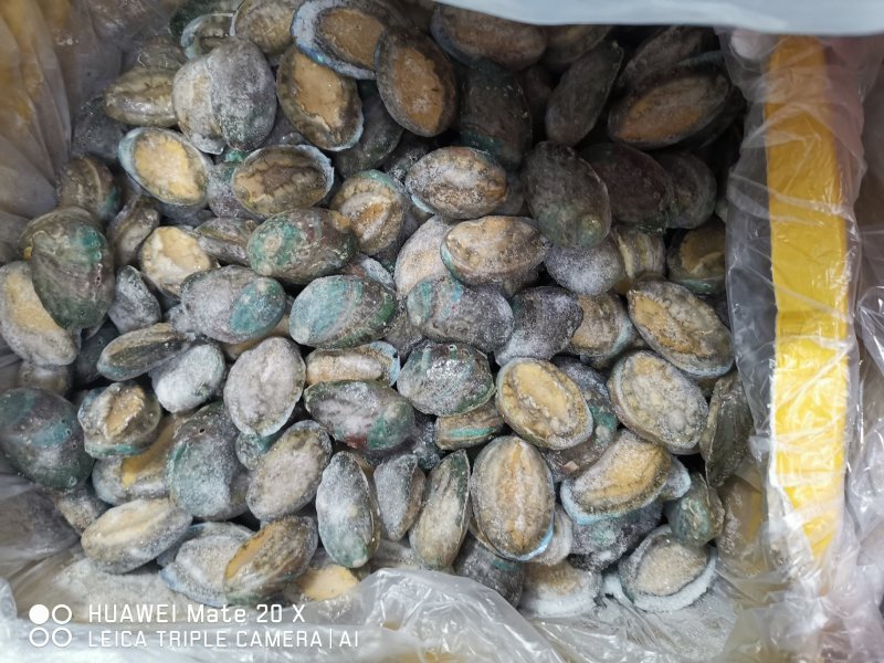 活体冷冻鲍鱼，认准活冻，活鲍鱼肉是卷起的，死鲍鱼肉是平的