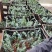 正品尤加利品种多质量好带杯发货欢迎咨询与订购