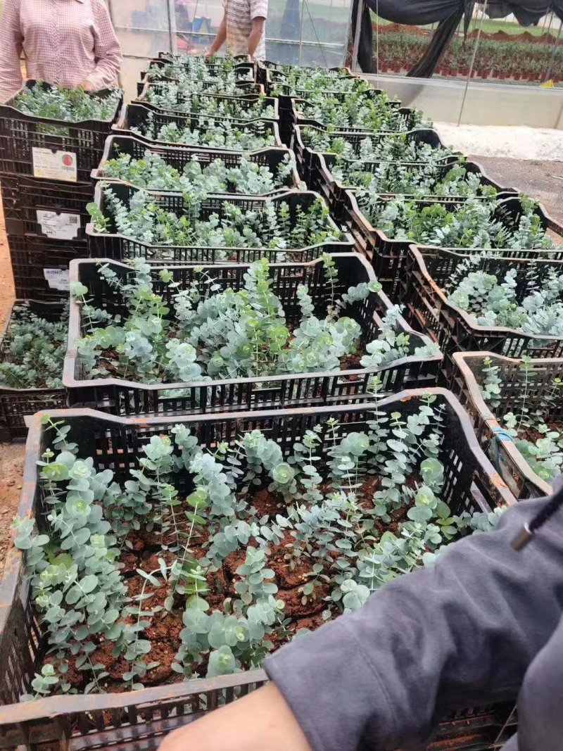 正品尤加利品种多质量好带杯发货欢迎咨询与订购