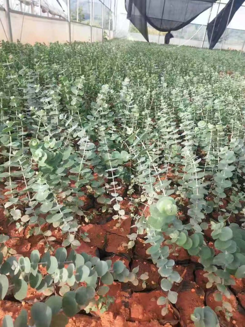 正品尤加利品种多质量好带杯发货欢迎咨询与订购