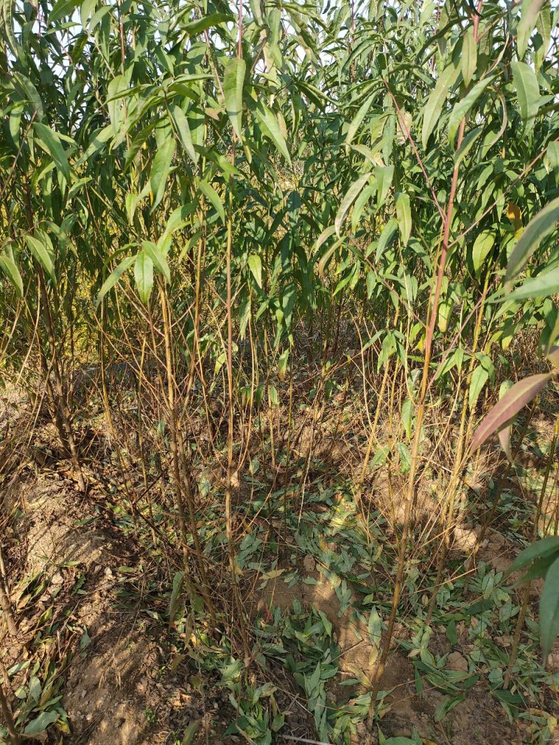 桃树苗毛桃苗桃树原生苗一手货源无偿提供技术