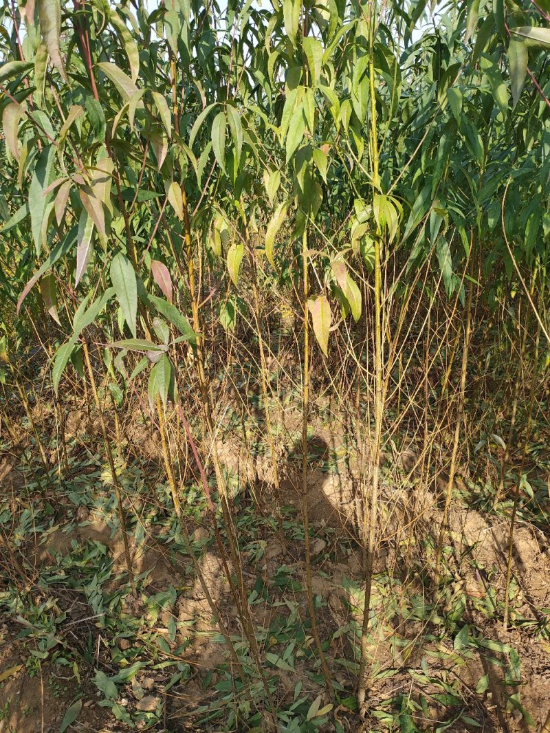 桃树苗毛桃苗桃树原生苗一手货源无偿提供技术