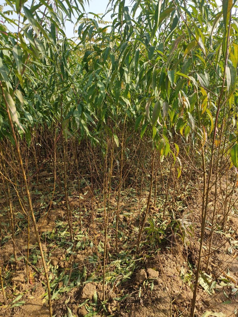 桃树苗毛桃苗桃树原生苗一手货源无偿提供技术