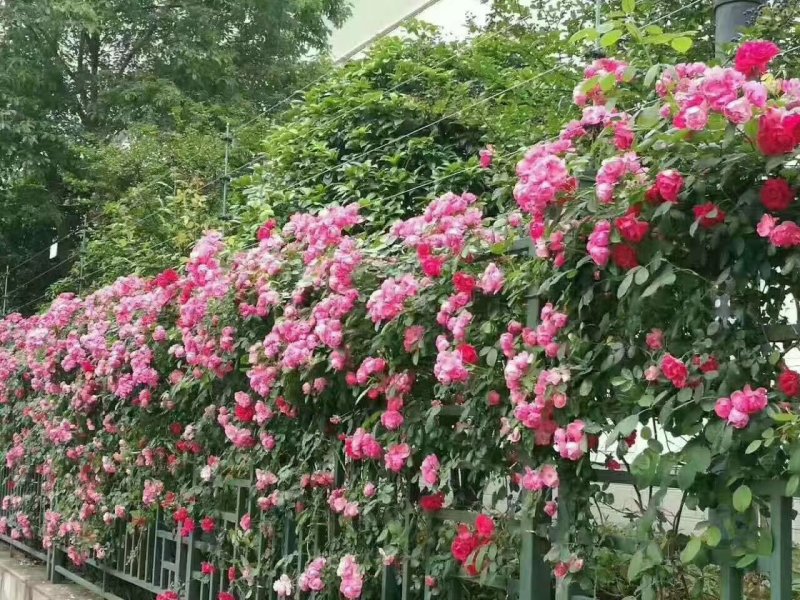 爬藤无刺蔷薇小苗可用于园艺绿化工程全国各地都可以发