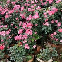 爬藤无刺蔷薇小苗可用于园艺绿化工程全国各地都可以发