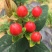 火龙珠苗种苗苗子质量好全国各地都可以发货包邮