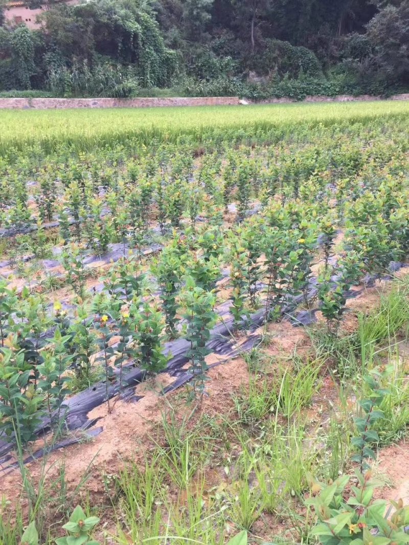 火龙珠苗种苗苗子质量好全国各地都可以发货包邮