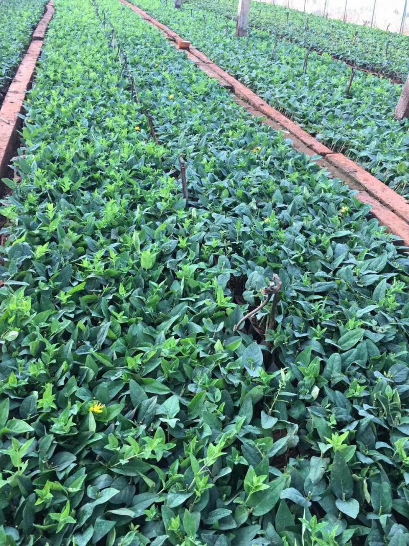 火龙珠苗种苗苗子质量好全国各地都可以发货包邮