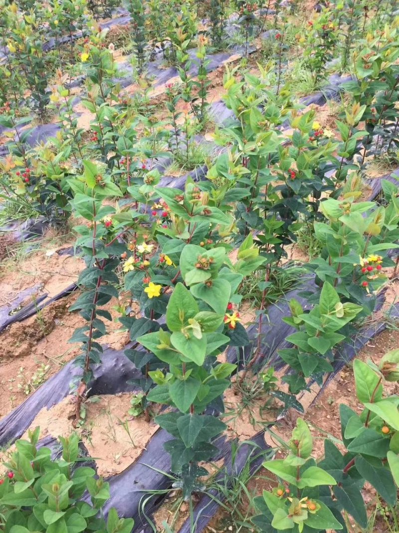 火龙珠苗种苗苗子质量好全国各地都可以发货包邮