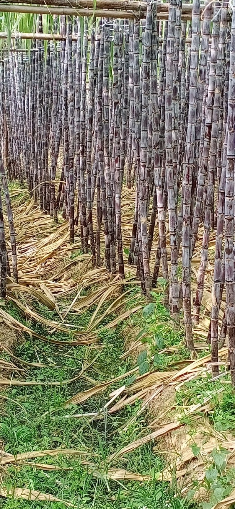 广东甘蔗