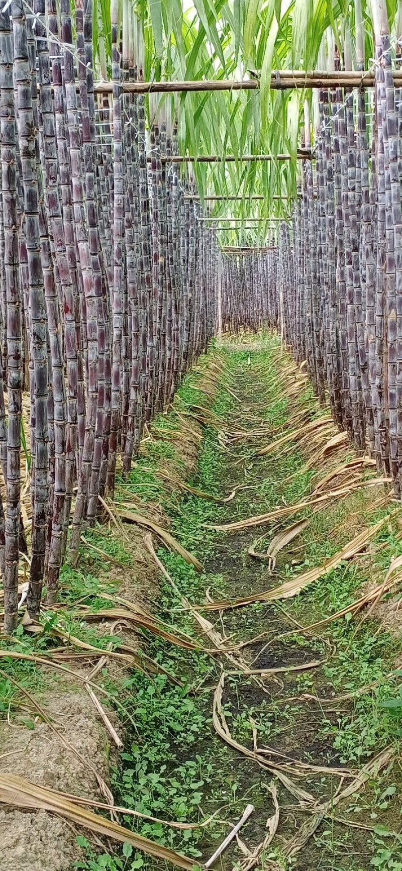 广东甘蔗