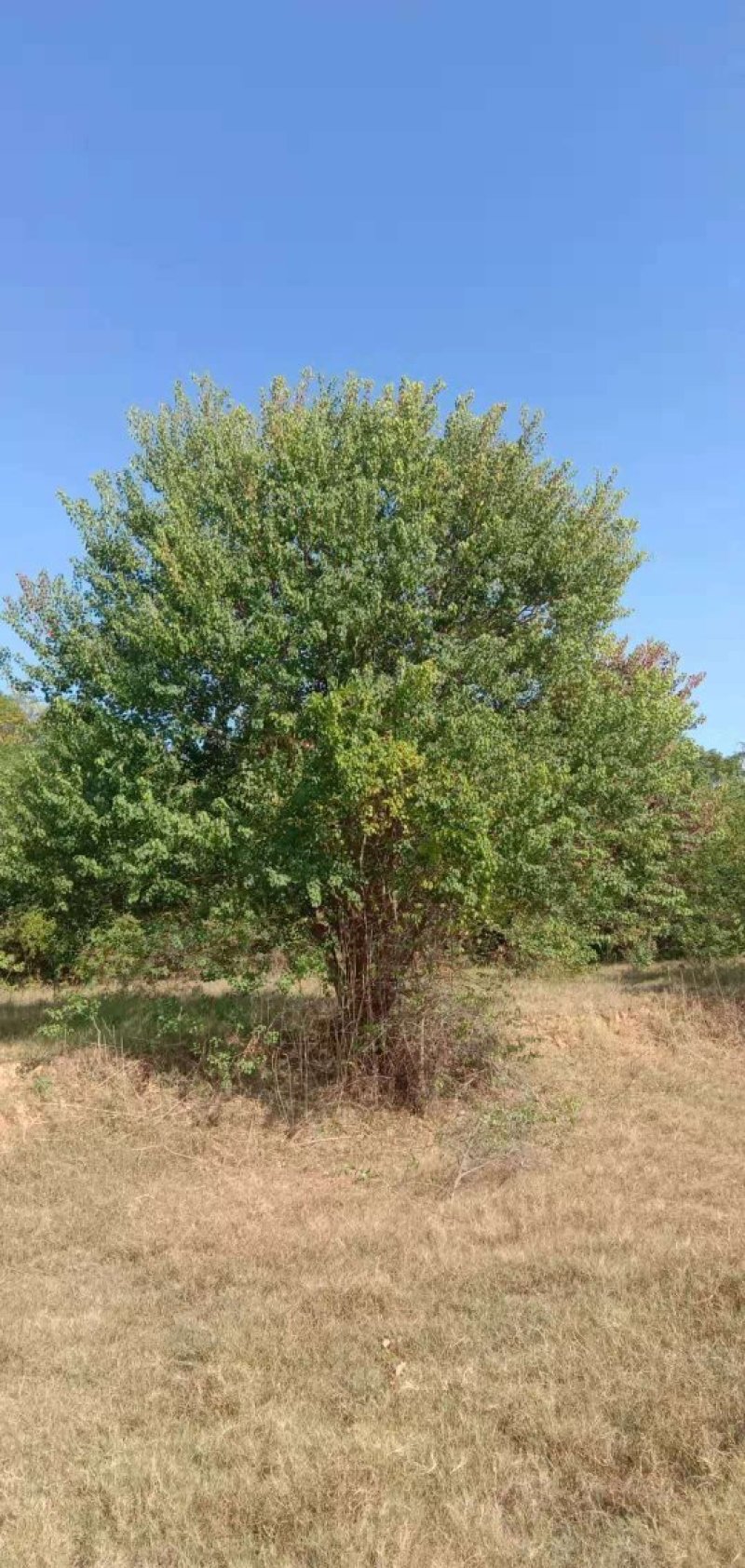 大量供应20-200公分丛生乌桕