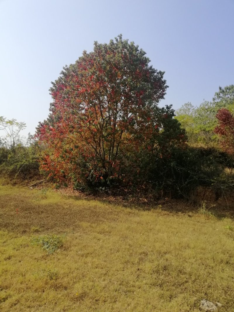 大量供应20-200公分丛生乌桕