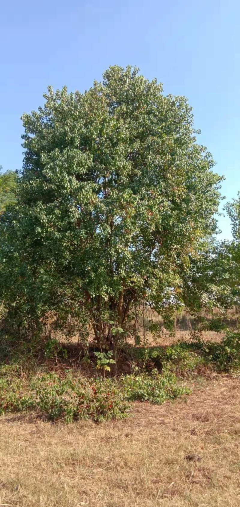 大量供应20-200公分丛生乌桕