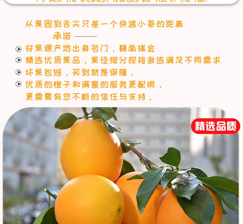 赣南脐橙过年不打烊休初一